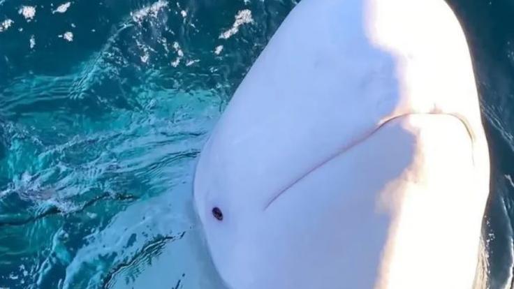 وفاة الحوت هافلدمير... هل كان يتجسس لصالح روسيا؟